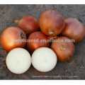 ON03 Huangjin mid-late maturity yellow onion seeds for sale